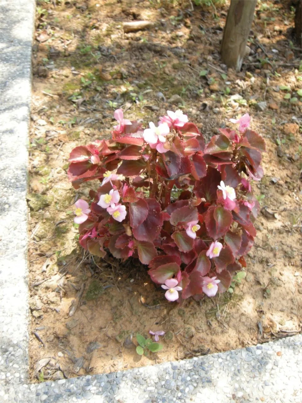 Begonia Cultivars (Begonia hybrid) — perennial with pink and red and white blooms; well-draining soil.<br><br>When factoring Begonias into a design, image 119