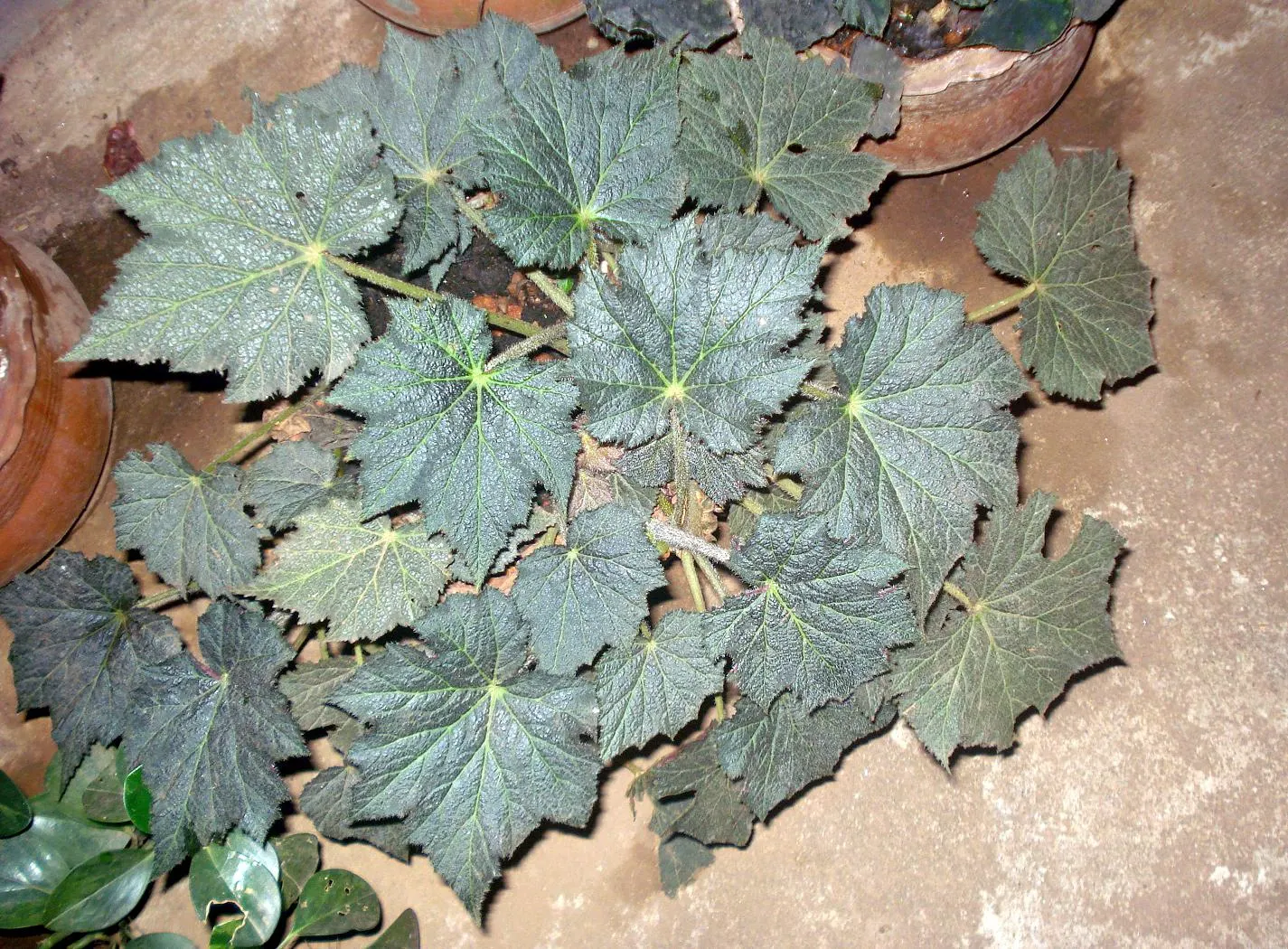 Begonia Cultivars (Begonia hybrid) — These plants prefer morning sun with afternoon shade