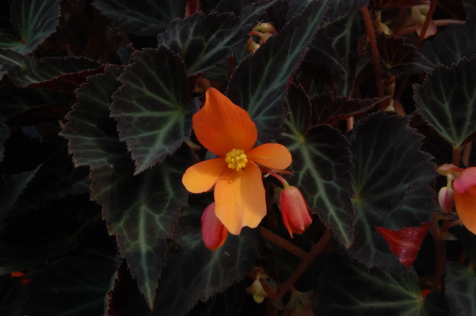Begonia Cultivars (Begonia hybrid) — They range from 6 inches to 3 feet in height and spread approximately 6 to 18 inches wide; and remember that, image 123