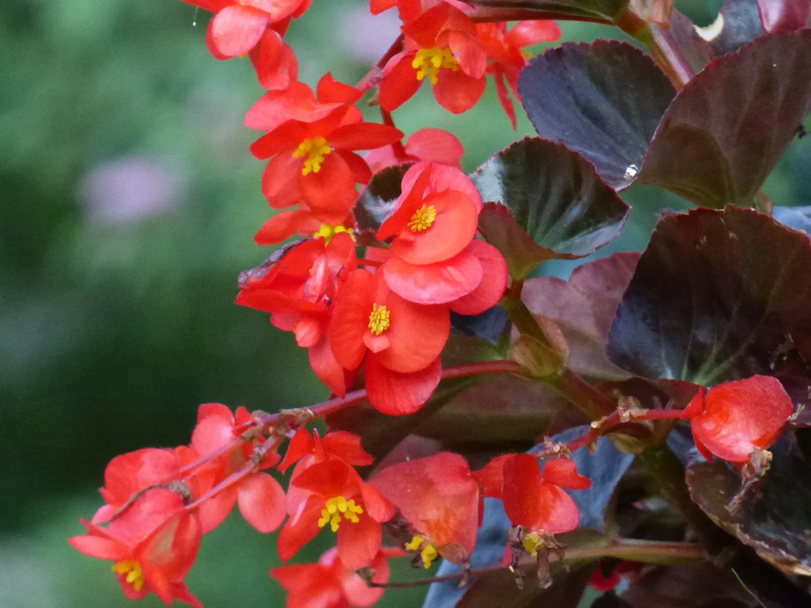 Begonia Cultivars (Begonia hybrid) — Begonia cultivars present a wide array of stunning and versatile options for any landscape design