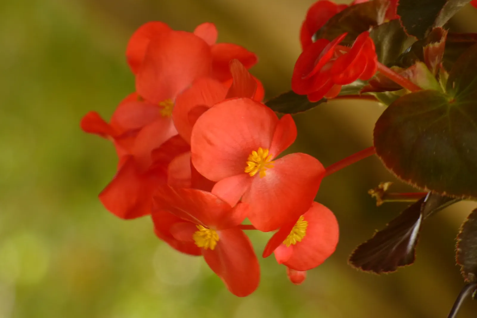 Begonia Cultivars (Begonia hybrid) — well-draining soil.<br><br>When factoring Begonias into a design