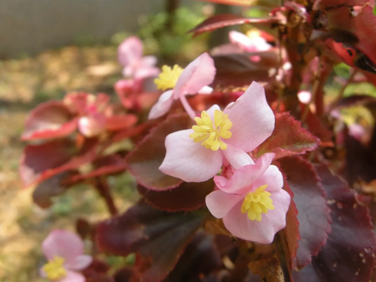 Begonia Cultivars (Begonia hybrid) — perennial for half or shade; and textured landscape throughout the warmer months, image 120