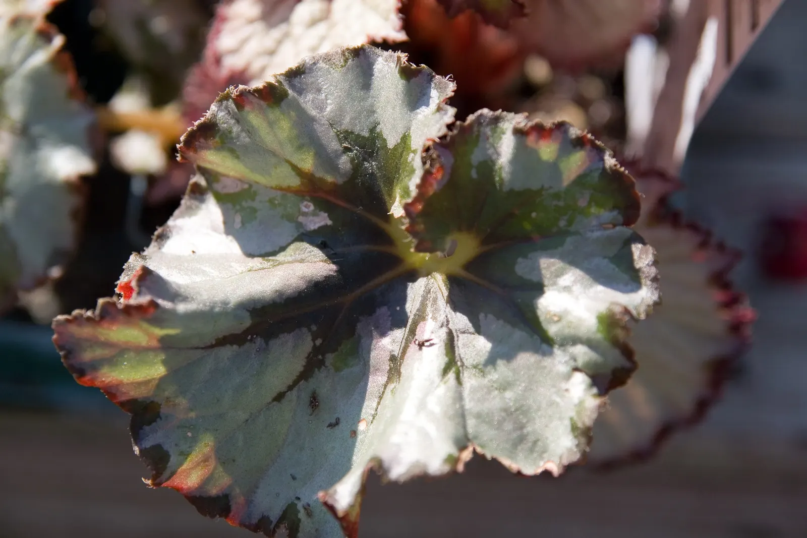 Begonia Cultivars (Begonia hybrid) — perennial with pink and red and white blooms; well-draining soil.<br><br>When factoring Begonias into a design