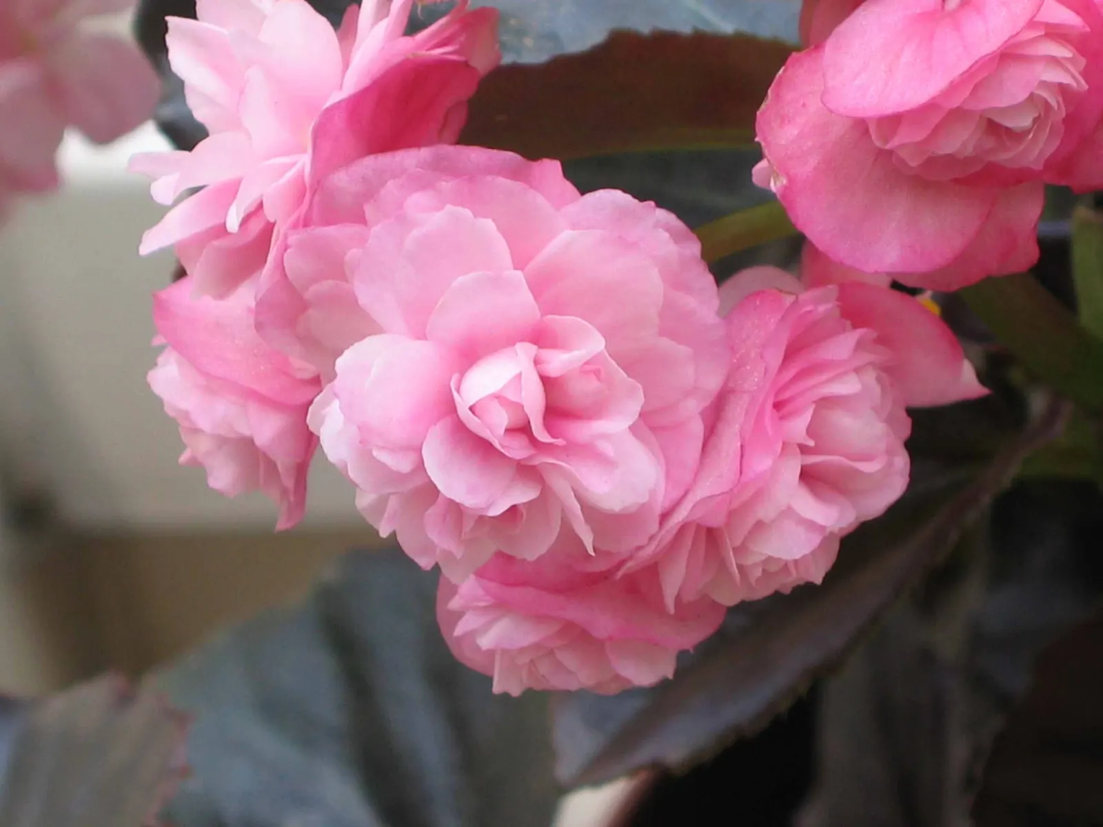 Begonia Cultivars (Begonia hybrid) — allowing them to suit both underplanting and focal point scenarios