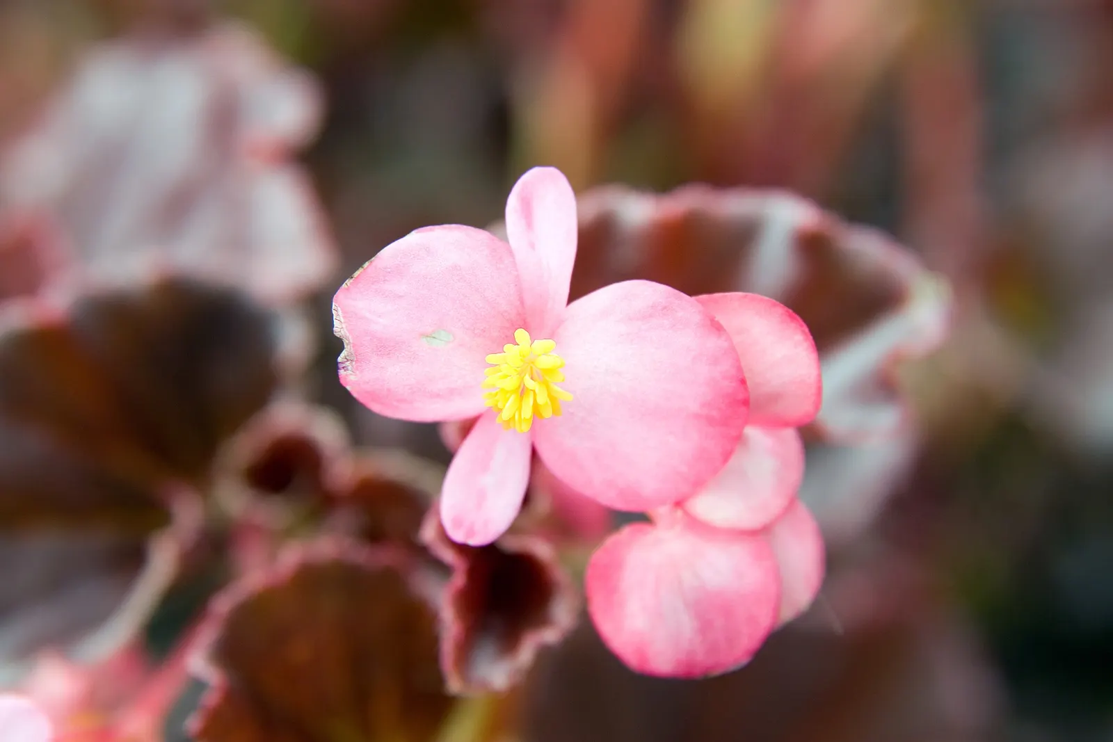 Begonia Cultivars (Begonia hybrid) — and remember that their flashy foliage can offset more subdued greenery with dynamic contrast; they range from, image 114