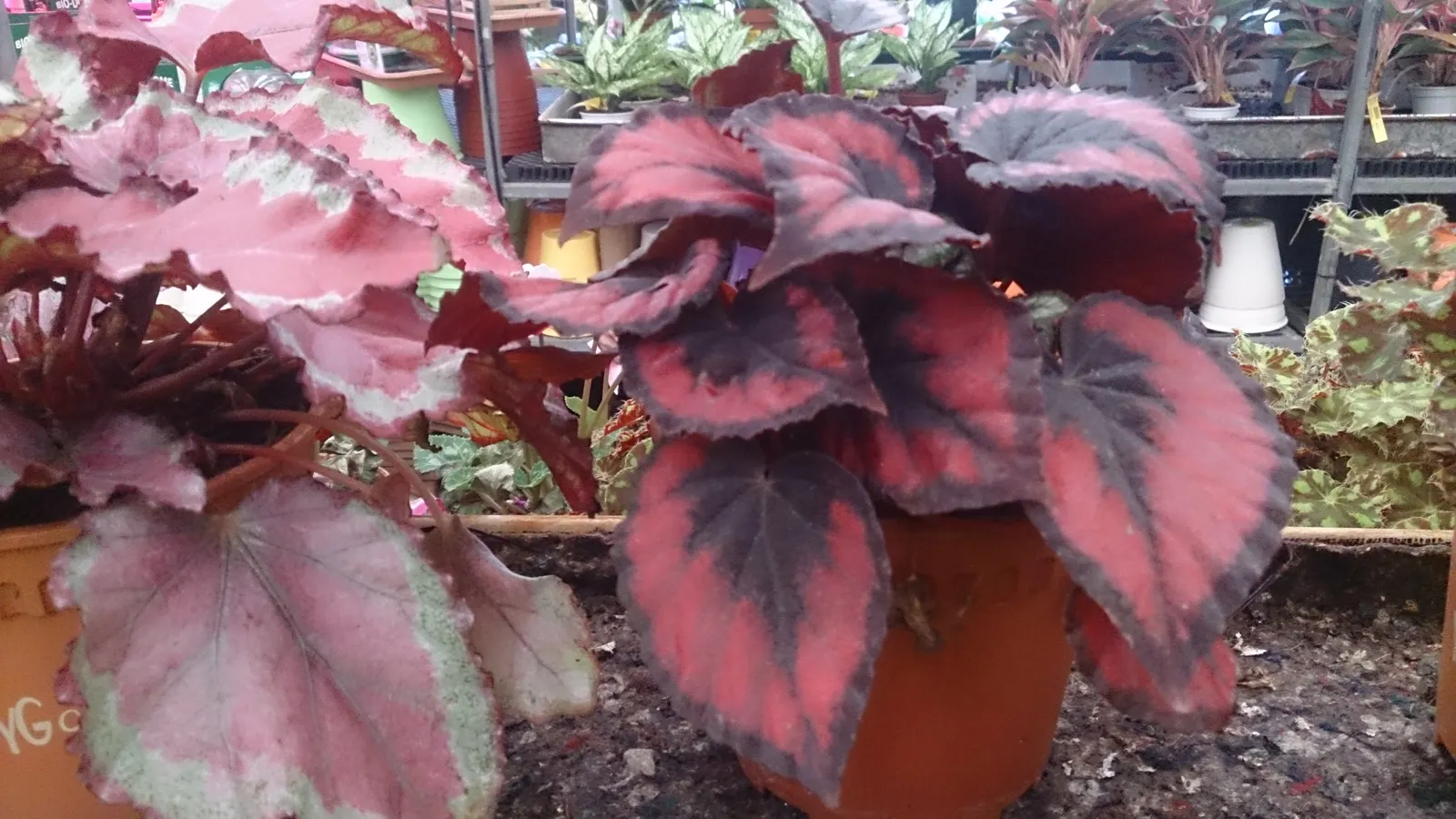 Begonia Cultivars (Begonia hybrid) — Ideal for borders, containers, and indoor displays, they offer versatility to any design
