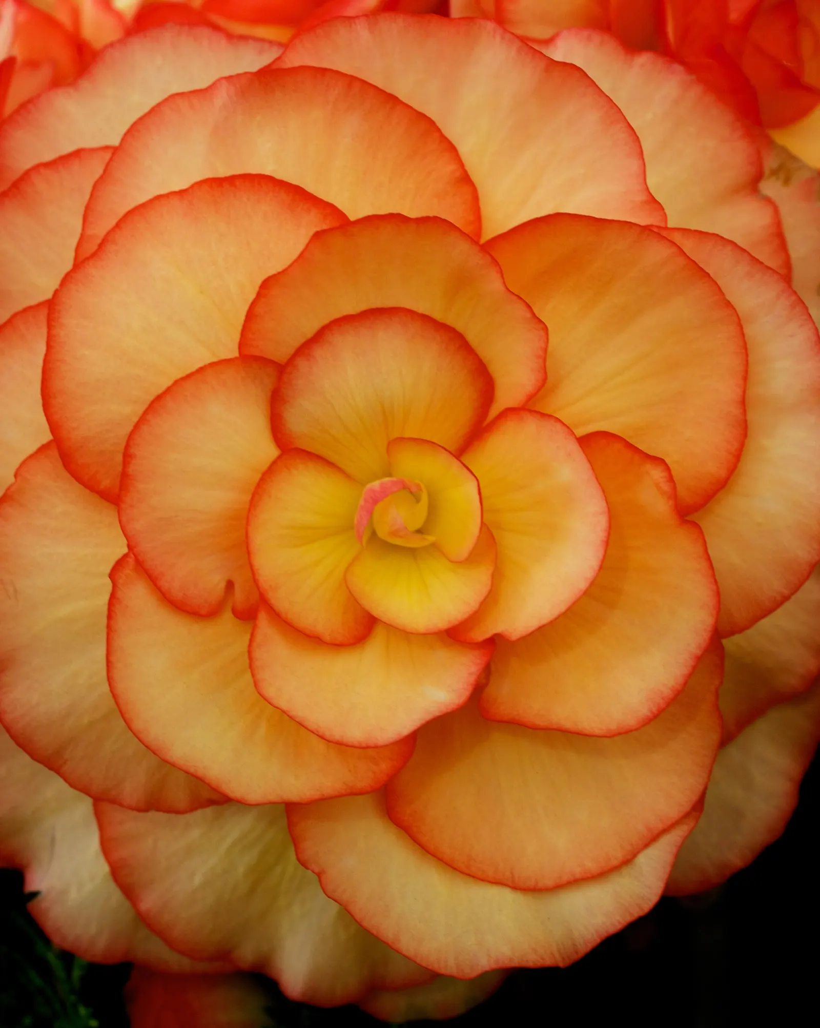 Begonia Cultivars (Begonia hybrid) — They range from 6 inches to 3 feet in height and spread approximately 6 to 18 inches wide; and remember that their flashy