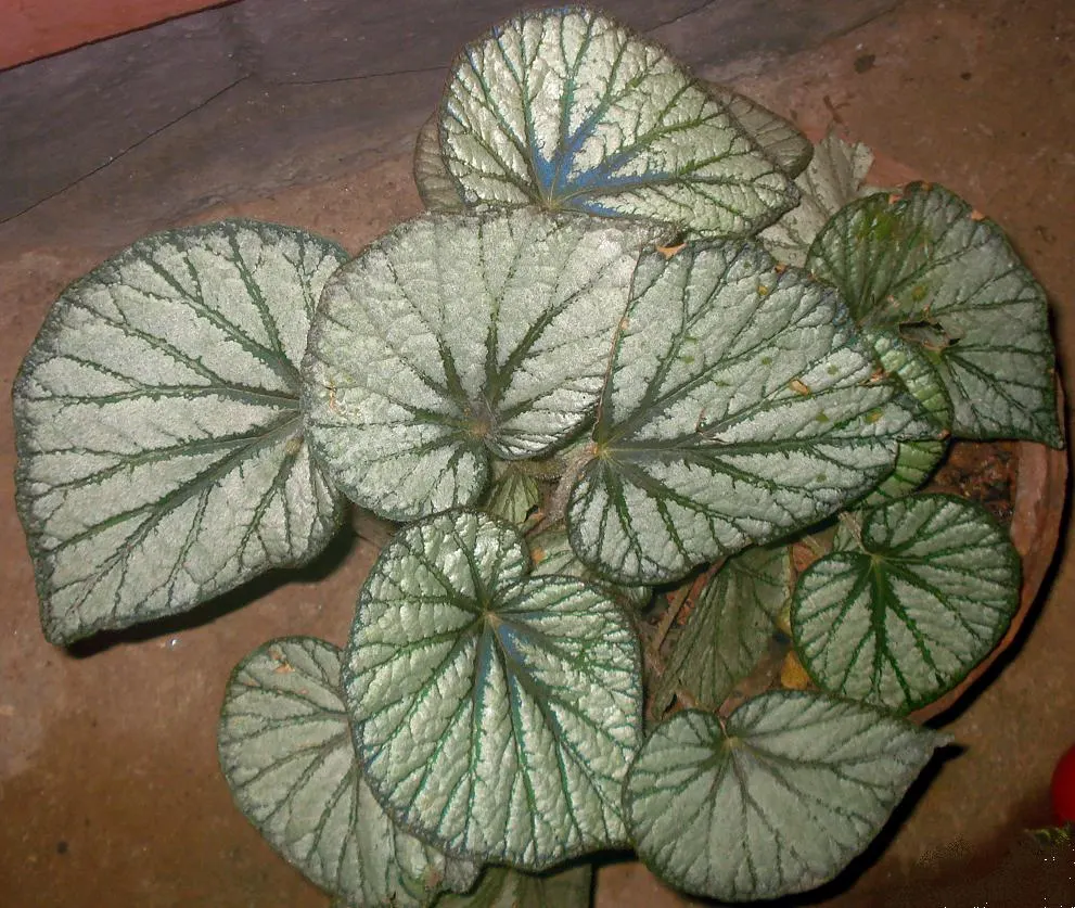 Begonia Cultivars (Begonia hybrid) — but so is avoiding water-logged conditions that can lead to root rot