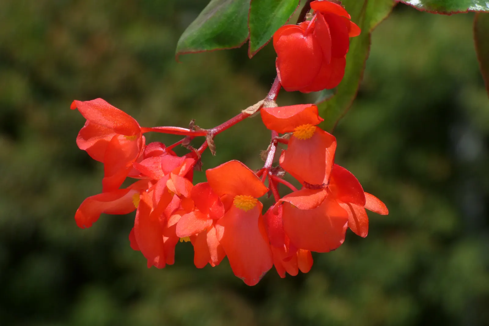 Begonia Cultivars (Begonia hybrid) — though they are mostly grown as annuals except in the warmest regions