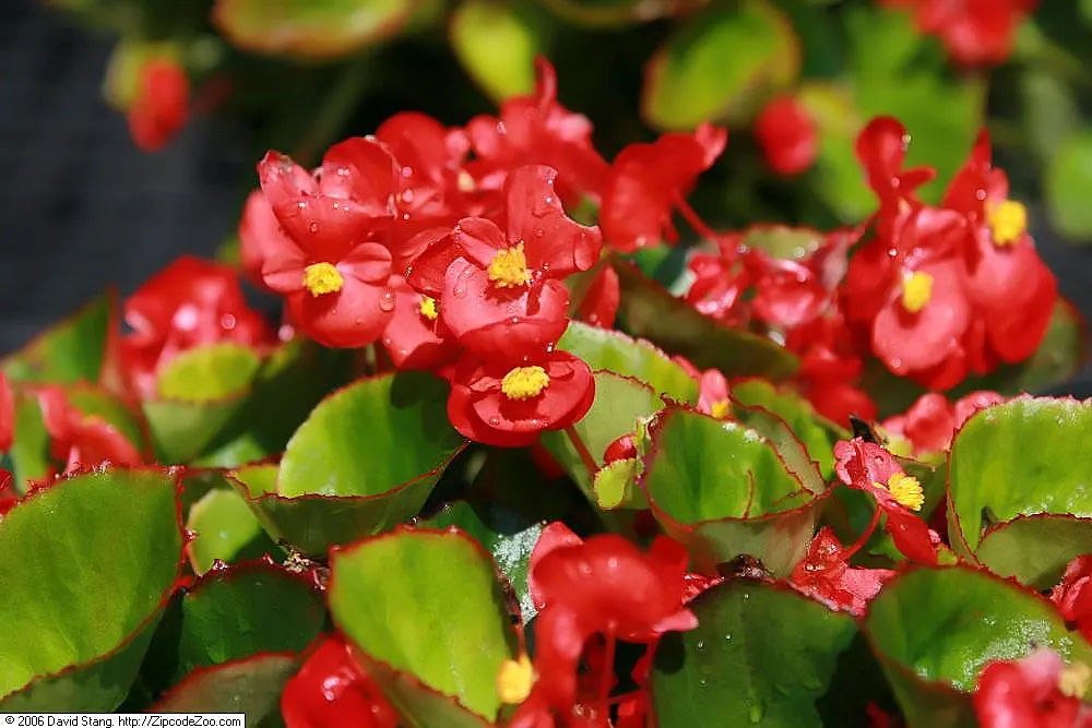 Begonia Cultivars (Begonia hybrid) — characterized by their lush foliage and vivid blooms; though they are mostly grown as annuals except in the, image 50