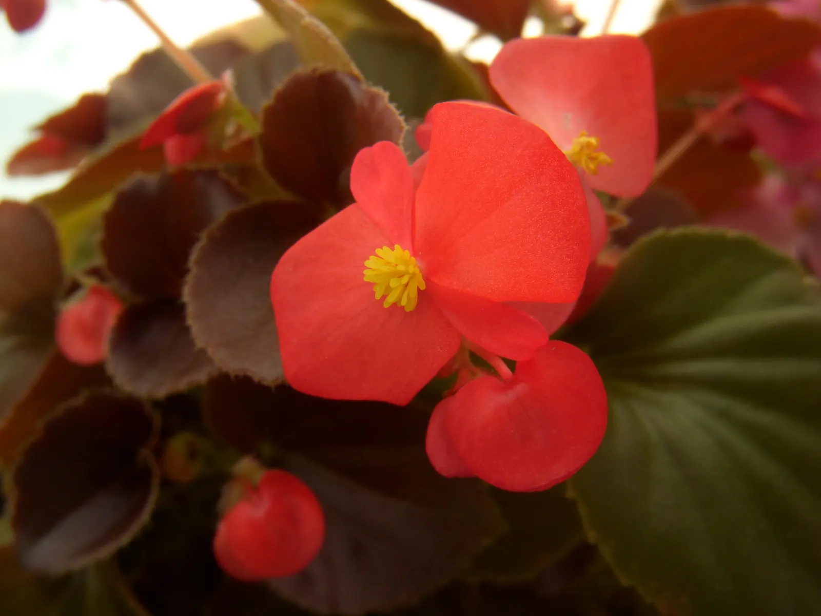 Begonia Cultivars (Begonia hybrid) — and remember that their flashy foliage can offset more subdued greenery with dynamic contrast