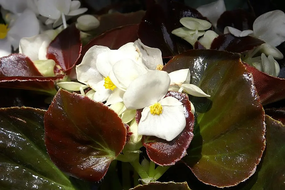 Begonia Cultivars (Begonia hybrid) — pink and red and white flowers in the garden; begonia cultivars present a wide array of stunning and versatile, image 118