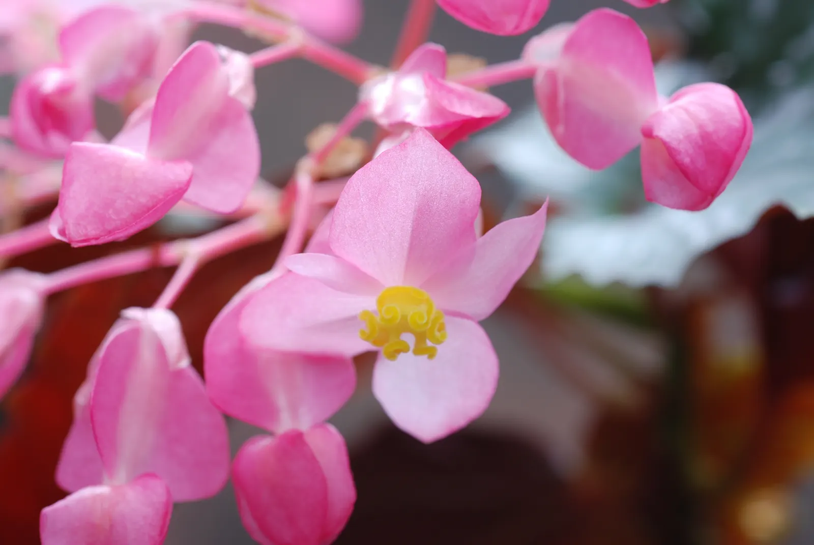 Begonia Cultivars (Begonia hybrid) — and textured landscape throughout the warmer months