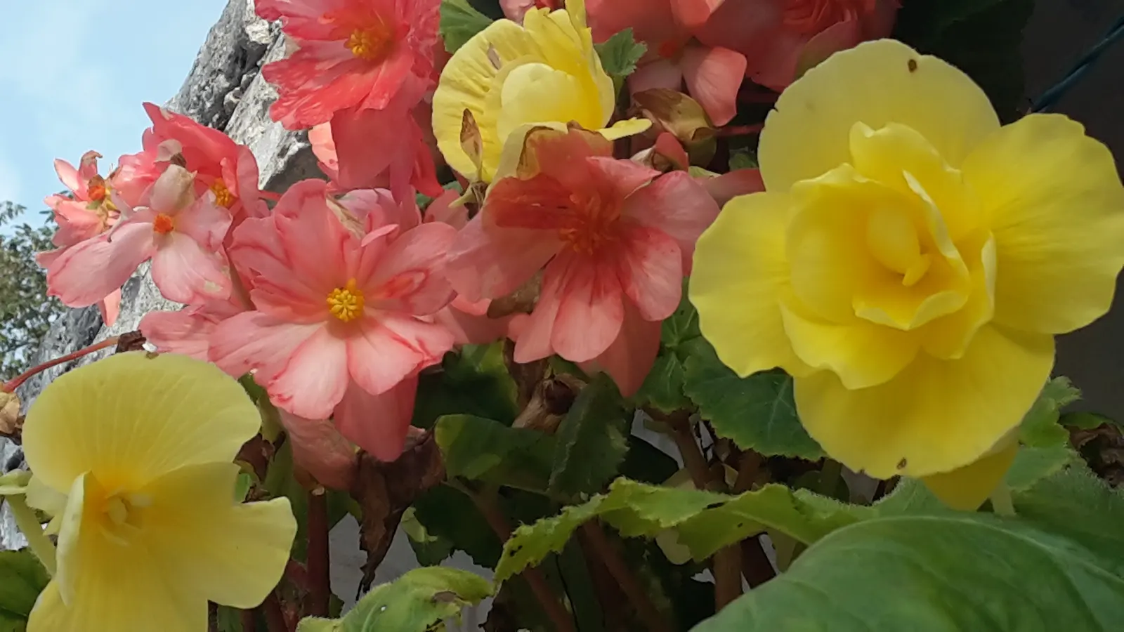 Begonia Cultivars (Begonia hybrid) — and they flourish in rich