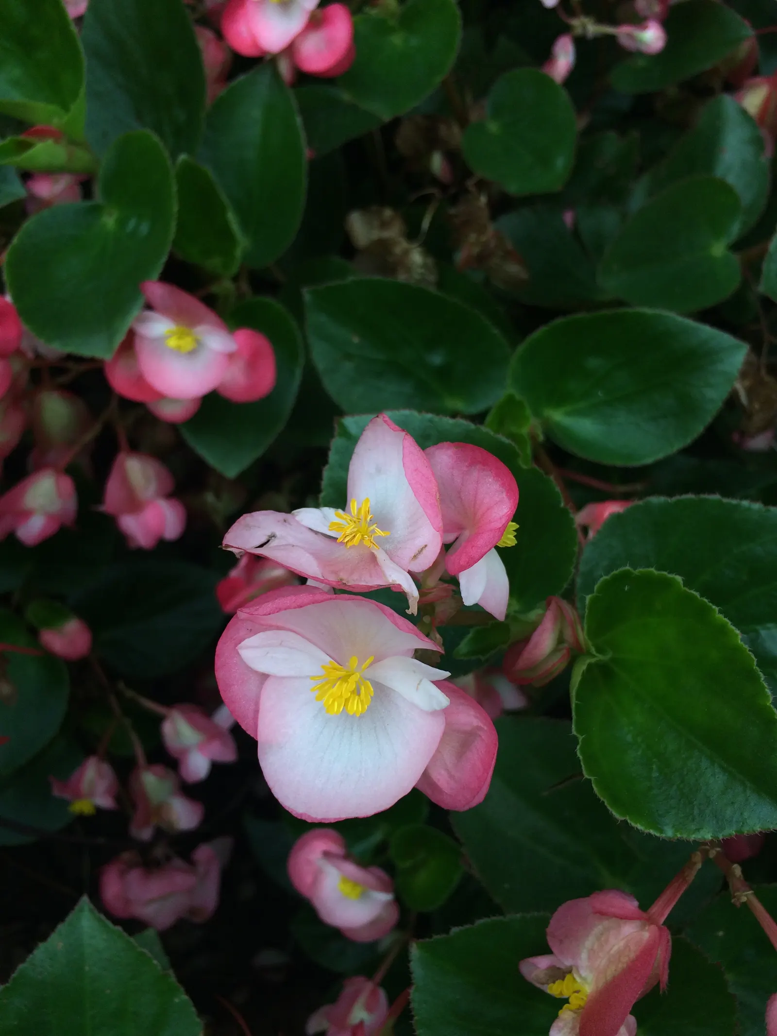 Begonia Cultivars (Begonia hybrid) — they offer a magnificent variety of foliage colors
