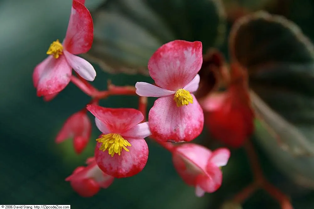 Begonia Cultivars (Begonia hybrid) — characterized by their lush foliage and vivid blooms; though they are mostly grown as annuals except in the, image 122
