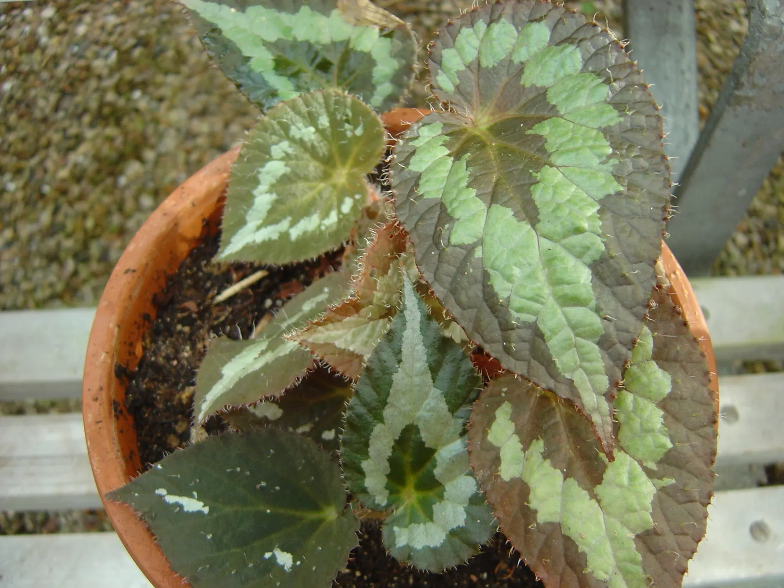 Begonia Cultivars (Begonia hybrid) — perennial for half or shade