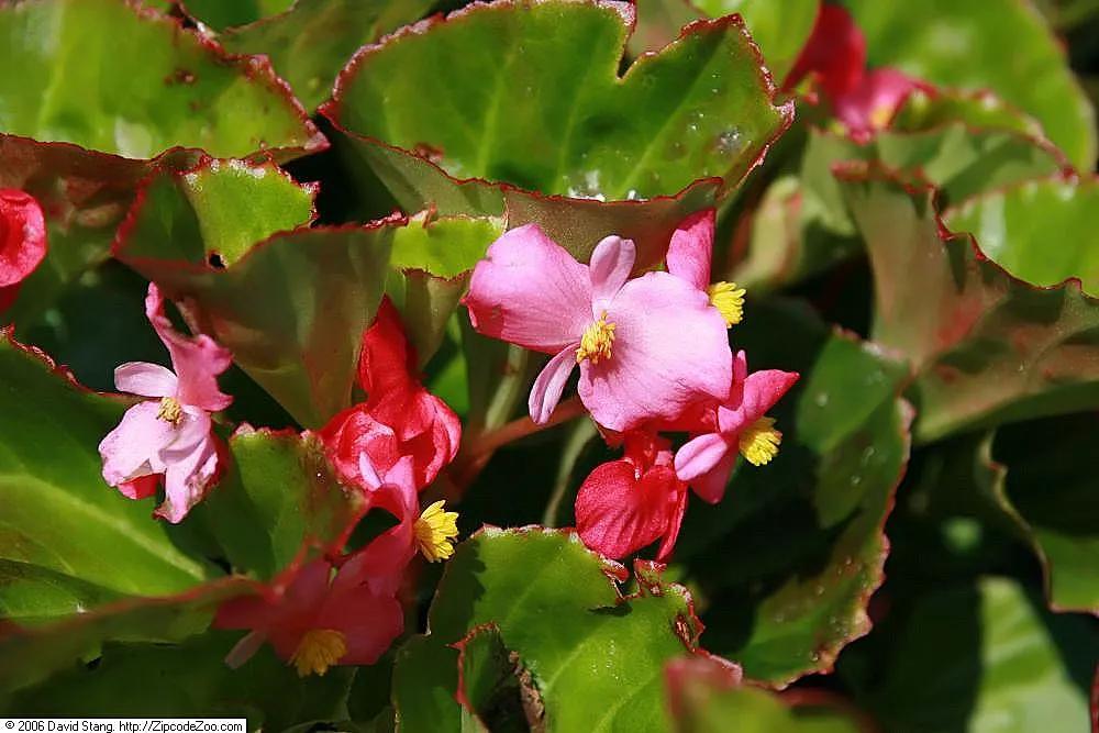 Begonia Cultivars (Begonia hybrid) — perennial for half or shade; and textured landscape throughout the warmer months