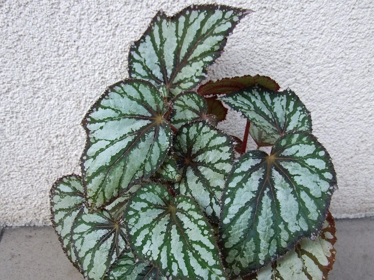 Begonia Cultivars (Begonia hybrid) — and ensure they are aware of the Begonias' inclination toward powdery mildew; incorporate mass plantings in, image 116