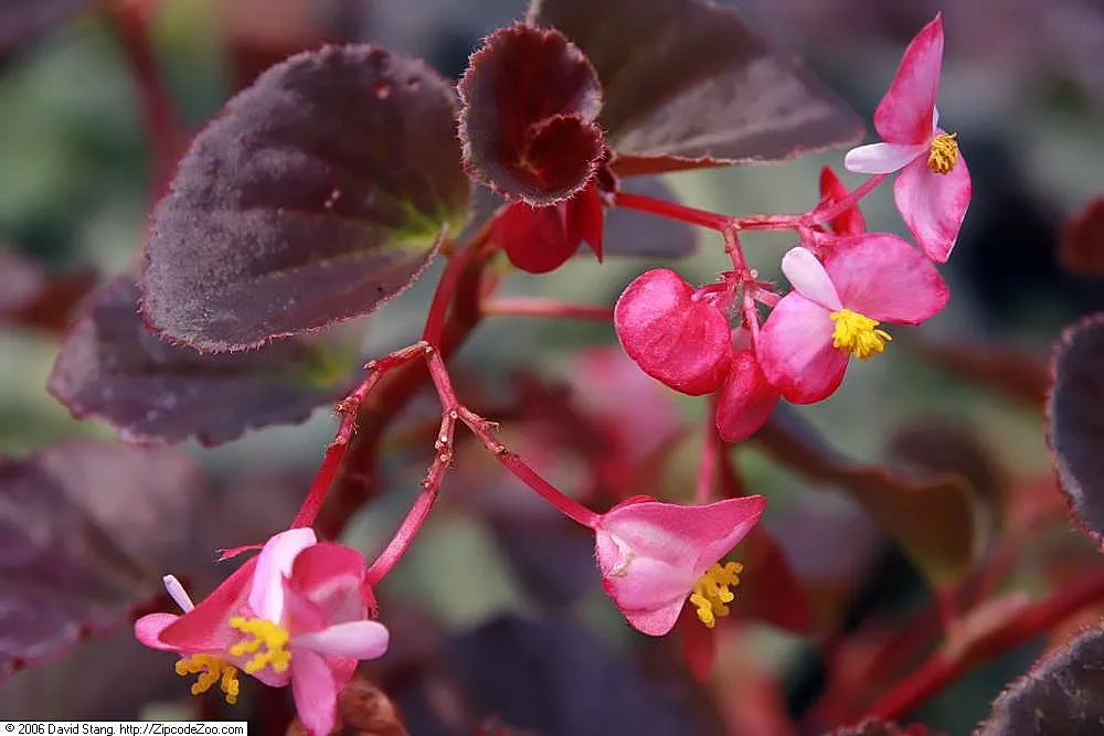Begonia Cultivars (Begonia hybrid) — Begonias prefer partial shade and well-drained soil; begonia cultivars encompass a diverse group of ornamental, image 124