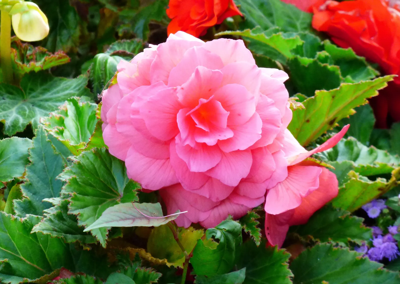 Begonia Cultivars (Begonia hybrid) — Begonia cultivars encompass a diverse group of ornamental plants