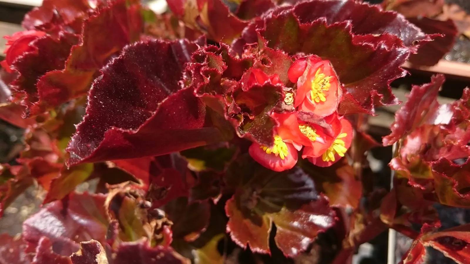 Begonia Cultivars (Begonia hybrid) — Presented in hanging baskets or containers