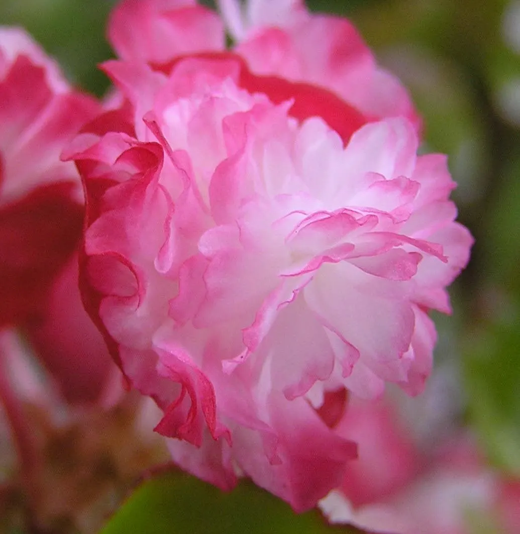 Begonia Cultivars (Begonia hybrid) — incorporate mass plantings in borders or as bedding plants
