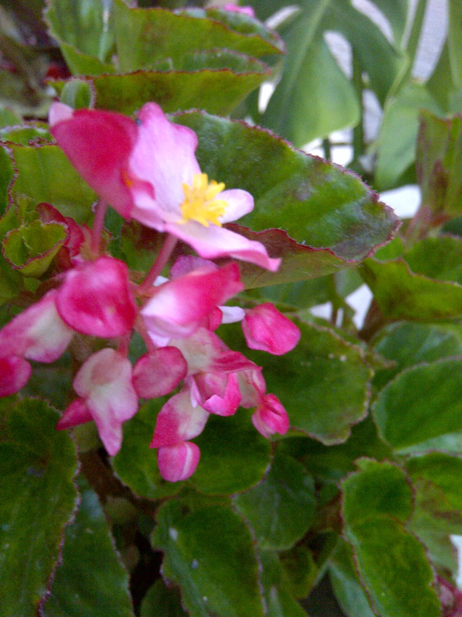 Begonia Cultivars (Begonia hybrid) — Begonia cultivars encompass a diverse group of ornamental plants; begonias prefer partial shade and well-drained soil
