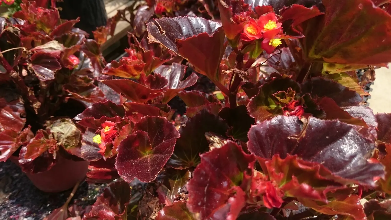 Begonia Cultivars (Begonia hybrid) — Begonias prefer partial shade and well-drained soil