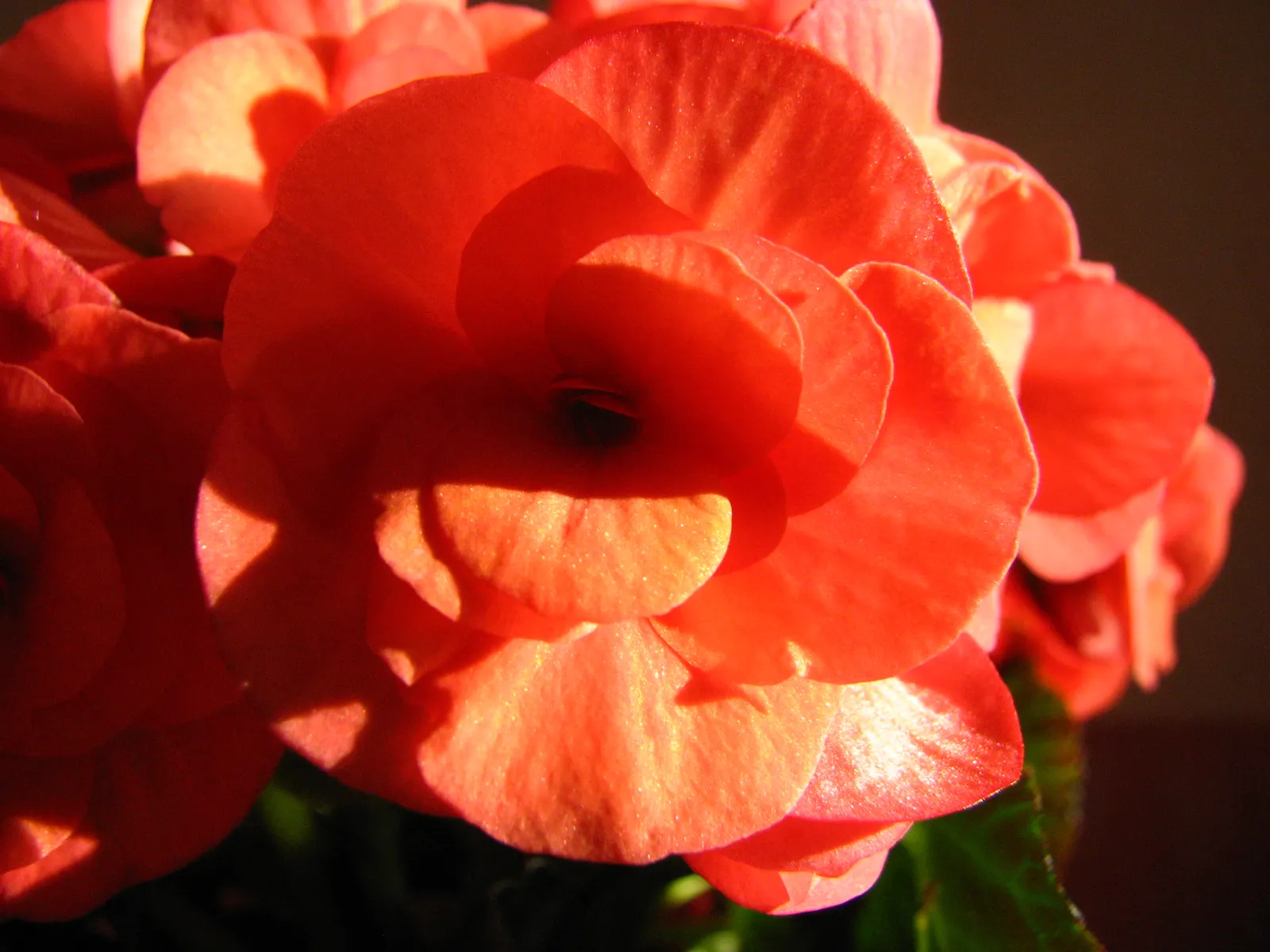 Begonia Cultivars (Begonia hybrid) — characterized by their lush foliage and vivid blooms