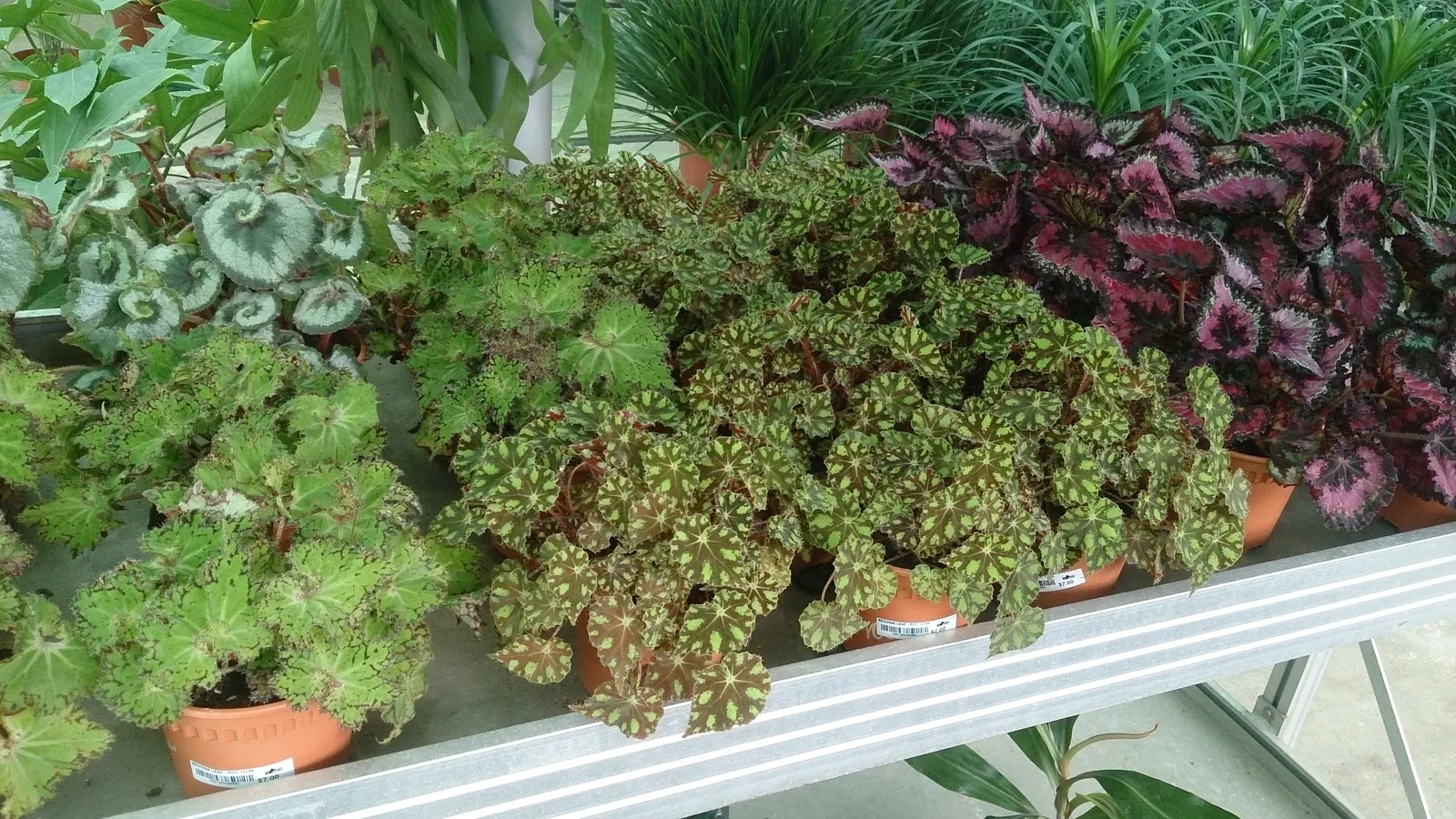 Begonia Cultivars (Begonia hybrid) — consider their need for moisture: consistent watering is crucial