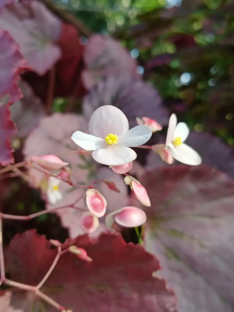 Begonia Cultivars (Begonia hybrid) — Begonias prefer partial shade and well-drained soil; begonia cultivars encompass a diverse group of ornamental, image 100