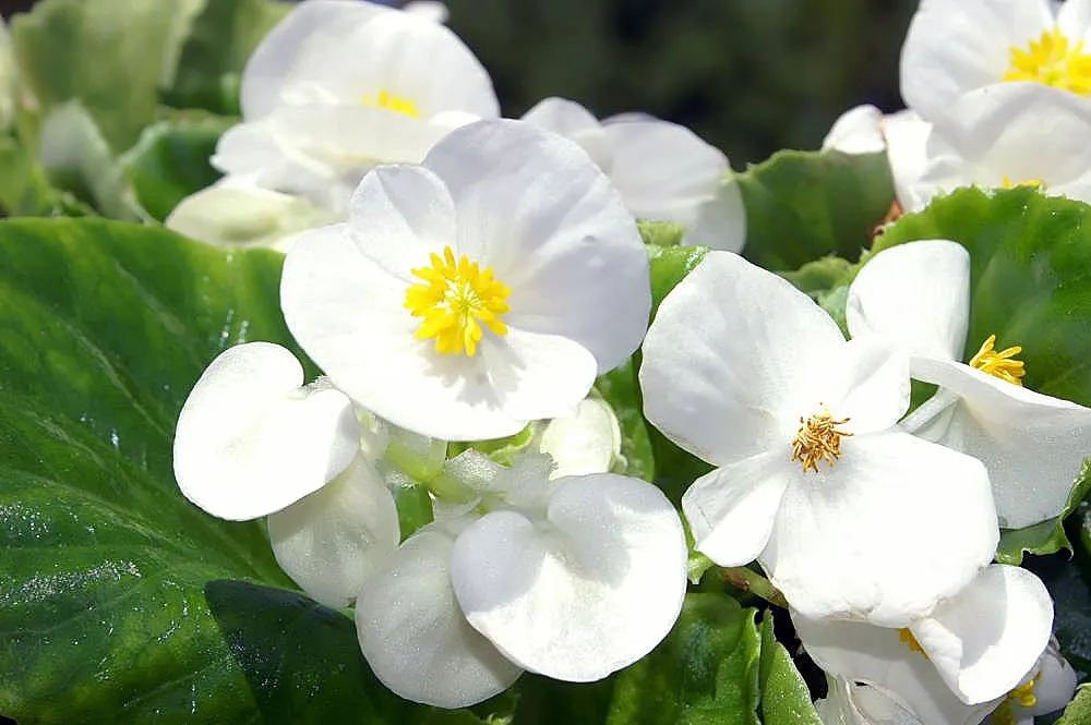 Begonia Cultivars (Begonia hybrid) — and textured landscape throughout the warmer months; perennial for half or shade, image 117