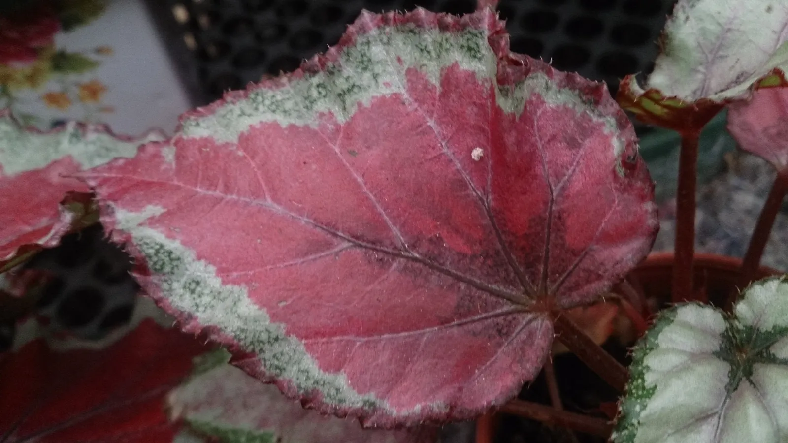 Begonia Cultivars (Begonia hybrid) — They range from 6 inches to 3 feet in height and spread approximately 6 to 18 inches wide