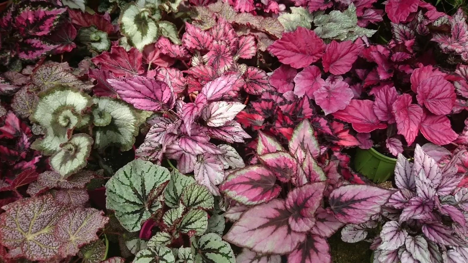 Begonia Cultivars (Begonia hybrid) — Begonias prefer partial shade and well-drained soil; begonia cultivars encompass a diverse group of ornamental plants