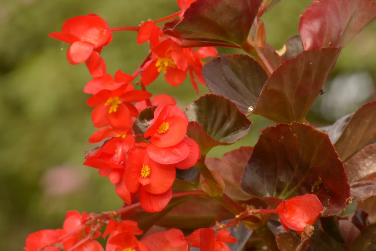 Begonia Cultivars (Begonia hybrid) — Noted for their striking leaf patterns and colors, they provide continuous interest from spring to fall