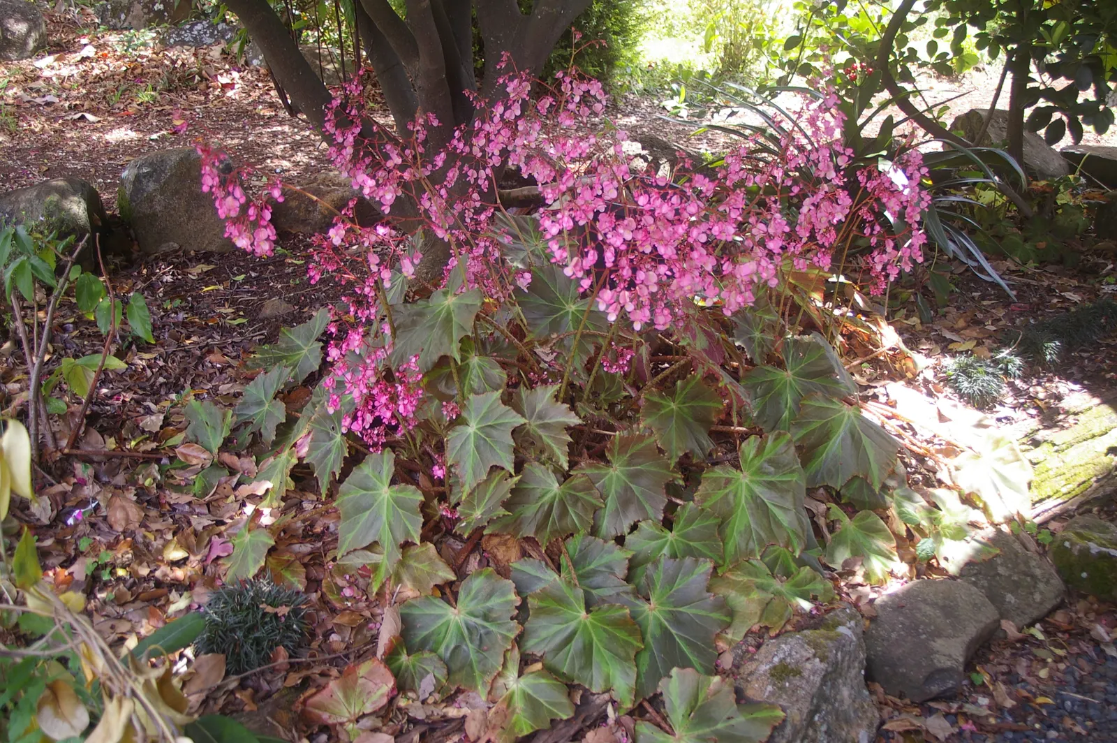 Begonia Cultivars (Begonia hybrid) — They range from 6 inches to 3 feet in height and spread approximately 6 to 18 inches wide; and remember that, image 51