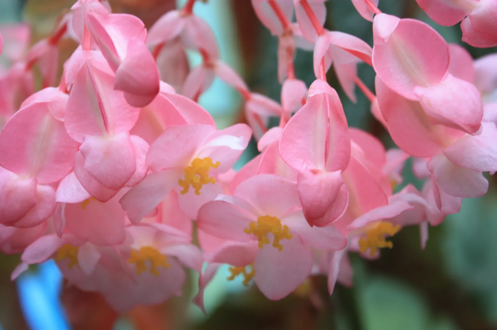 Begonia Cultivars (Begonia hybrid) — characterized by their lush foliage and vivid blooms; though they are mostly grown as annuals except in the warmest regions