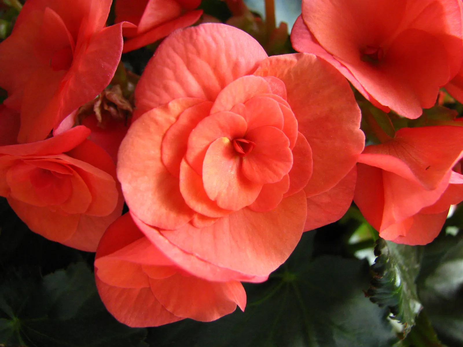 Begonia Cultivars (Begonia hybrid) — Noted for their striking leaf patterns and colors, they provide continuous interest from spring to fall; they offer a