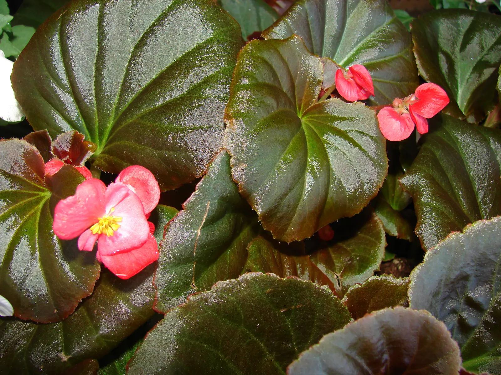 Begonia Cultivars (Begonia hybrid) — though they are mostly grown as annuals except in the warmest regions; characterized by their lush foliage and, image 131