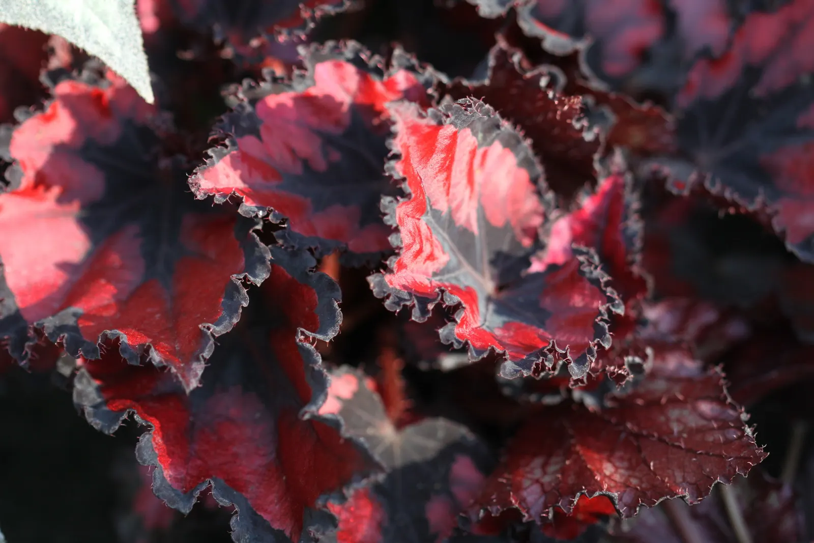 Begonia Cultivars (Begonia hybrid) — allowing them to suit both underplanting and focal point scenarios; these plants prefer morning sun with, image 129