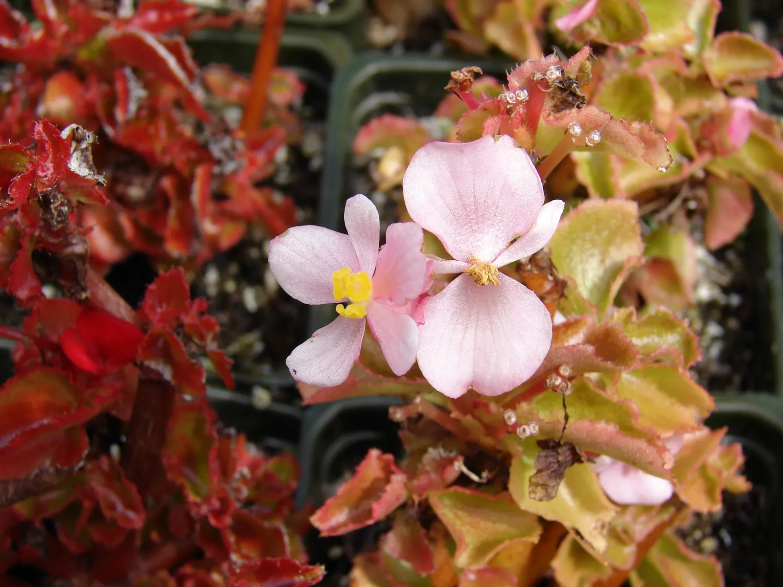 Begonia Cultivars (Begonia hybrid) — and remember that their flashy foliage can offset more subdued greenery with dynamic contrast; they range from, image 90