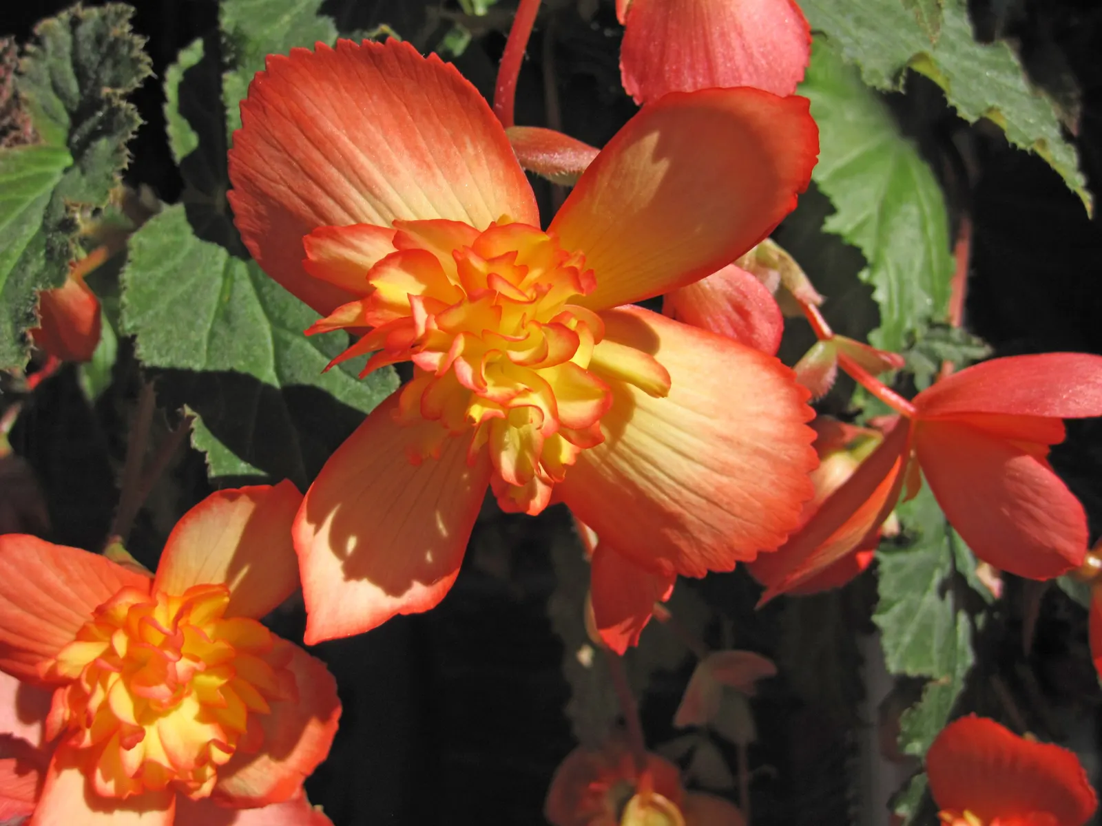 Begonia Cultivars (Begonia hybrid) — consider their need for moisture: consistent watering is crucial; ideal for borders, containers, and indoor, image 87