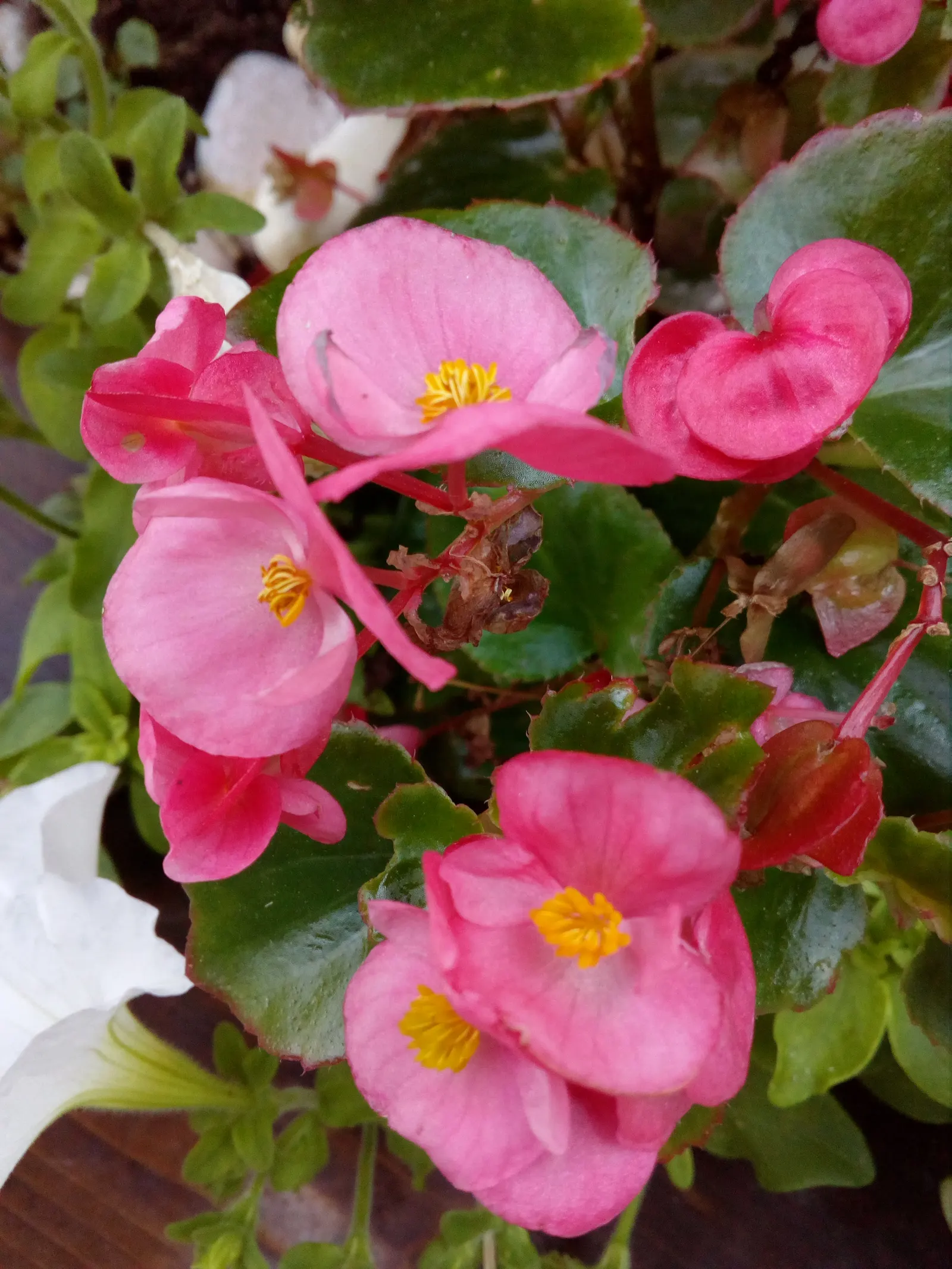 Begonia Cultivars (Begonia hybrid) — and textured landscape throughout the warmer months; perennial for half or shade, image 69