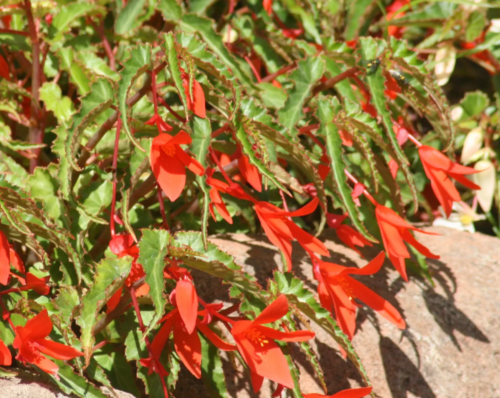 Begonia Cultivars (Begonia hybrid) — Presented in hanging baskets or containers; they thrive in USDA hardiness zones 3 through 11, image 67