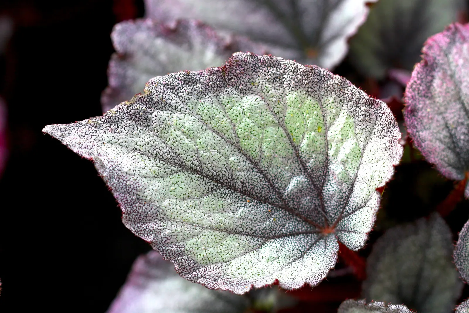 Begonia Cultivars (Begonia hybrid) — well-draining soil.<br><br>When factoring Begonias into a design; perennial with pink and red and white blooms, image 134
