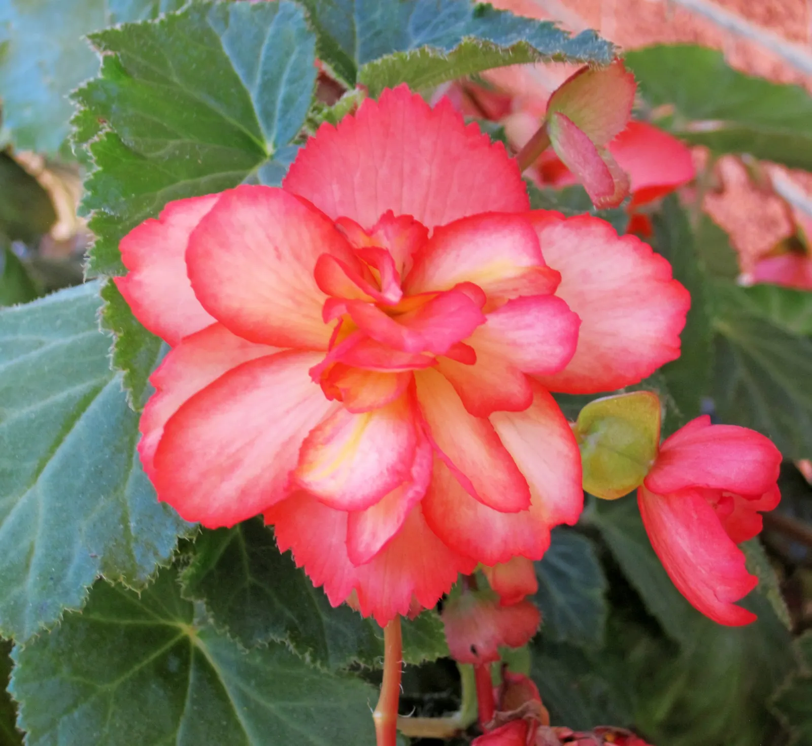 Begonia Cultivars (Begonia hybrid) — Begonias prefer partial shade and well-drained soil; begonia cultivars encompass a diverse group of ornamental, image 52