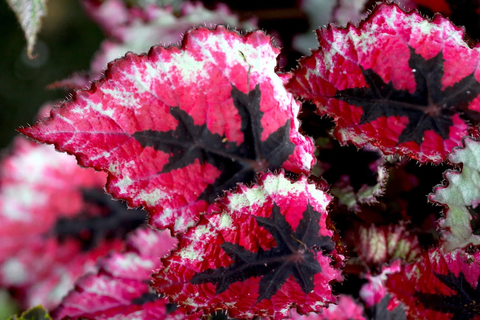 Begonia Cultivars (Begonia hybrid) — well-draining soil.<br><br>When factoring Begonias into a design; perennial with pink and red and white blooms, image 62