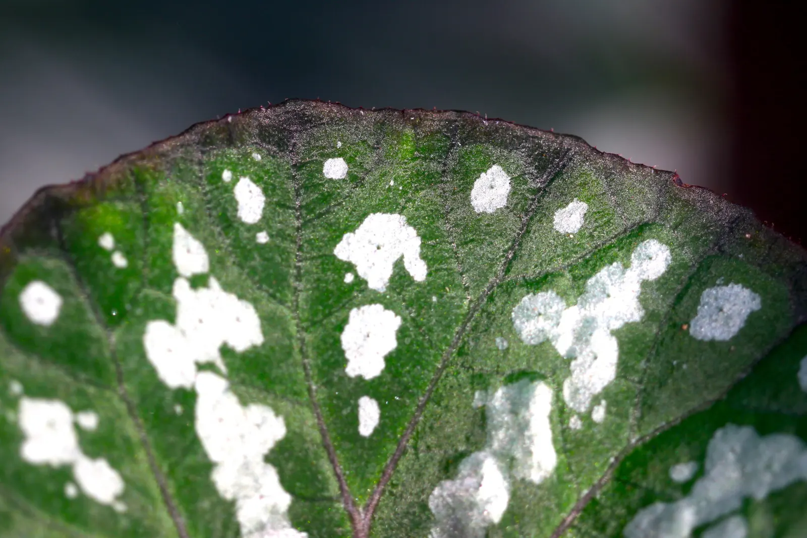Begonia Cultivars (Begonia hybrid) — consider their need for moisture: consistent watering is crucial; ideal for borders, containers, and indoor, image 63