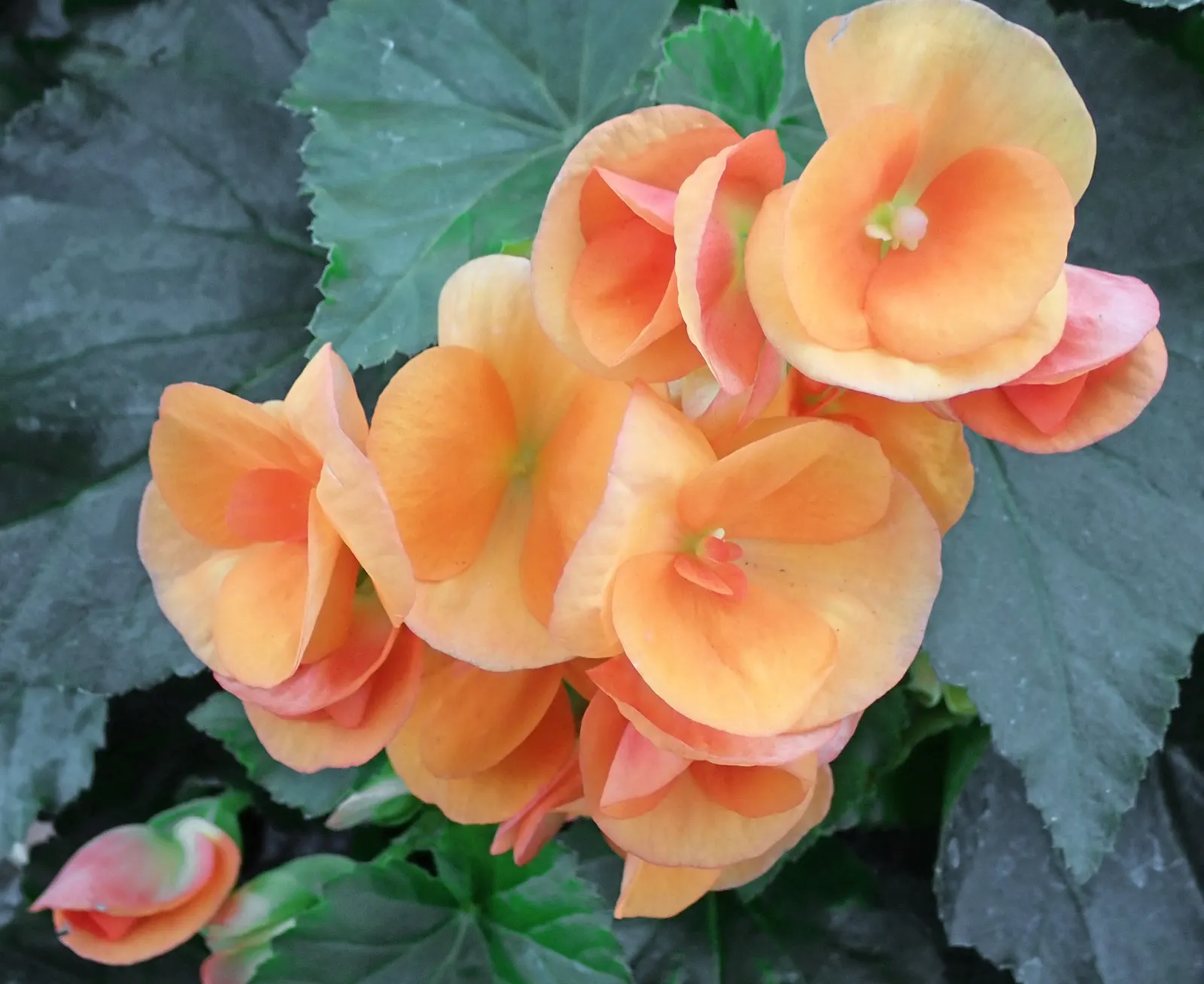 Begonia Cultivars (Begonia hybrid) — Begonias prefer partial shade and well-drained soil; begonia cultivars encompass a diverse group of ornamental, image 76